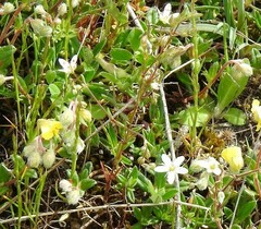 Arenaria obtusiflora