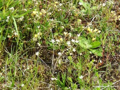 Arenaria obtusiflora