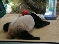 Ailuropoda melanoleuca