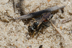 Dinetus pictus