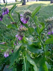 Symphytum officinale
