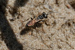 Dinetus pictus