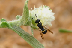 Eumeninae
