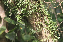 Microgramma piloselloides