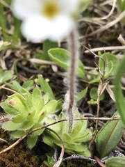 Androsace chamaejasme