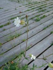 Silene latifolia