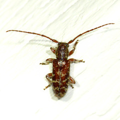 Eupogonius tomentosus