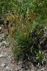 Plantago maritima serpentina