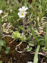 Androsace chamaejasme