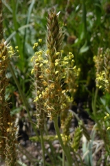 Plantago maritima serpentina