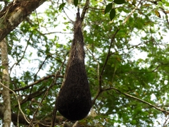 Cacicus chrysopterus