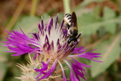 Megachile