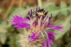 Megachile