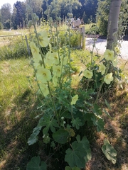 Alcea rugosa