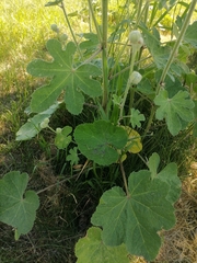 Alcea rugosa