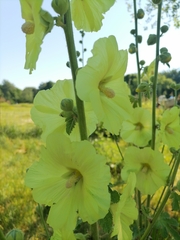 Alcea rugosa
