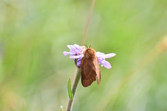 Malacosoma alpicolum