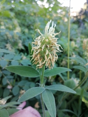 Trifolium ochroleucon