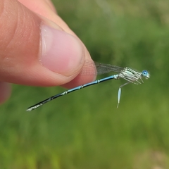 Platycnemis pennipes