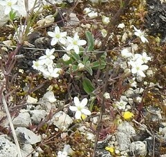 Arenaria obtusiflora