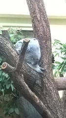 Phascolarctos cinereus