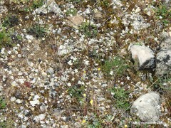 Arenaria obtusiflora