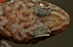 Afroedura granitica