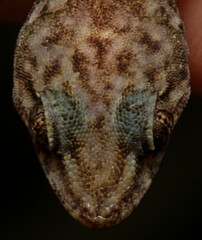 Afroedura granitica