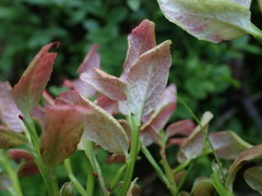 Exobasidium myrtilli