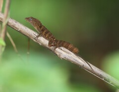 Anolis gundlachi