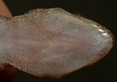 Afroedura granitica