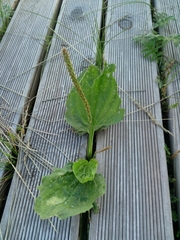 Plantago major