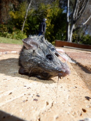 Mus musculus