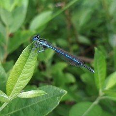 Platycnemis pennipes