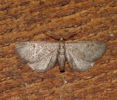 Exelis pyrolaria