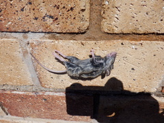 Mus musculus