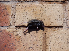 Mus musculus