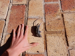 Mus musculus
