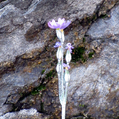 Primula laurentiana