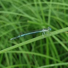 Platycnemis pennipes