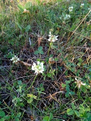 Trifolium repens