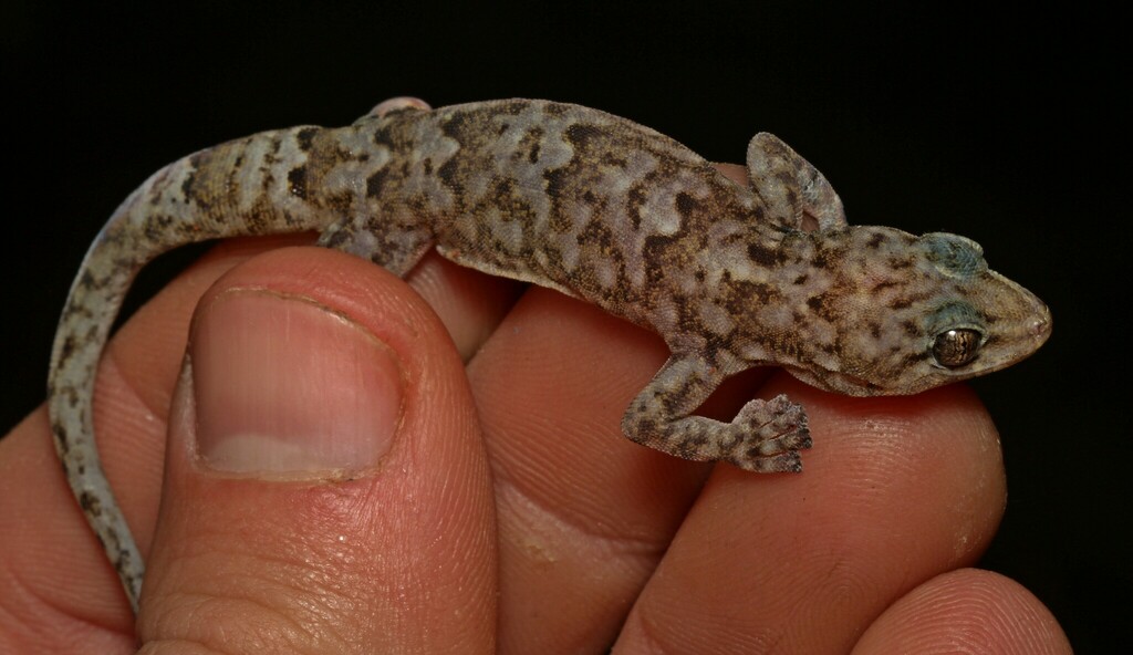 Granite Rock Gecko