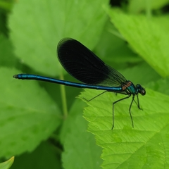 Calopteryx splendens