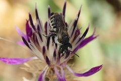 Megachile