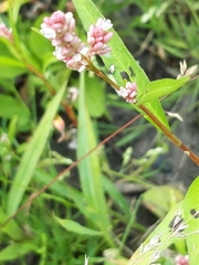 Persicaria
