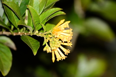Cestrum corymbosum
