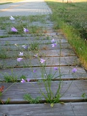 Campanula patula