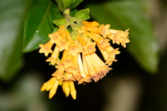 Cestrum corymbosum