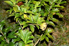 Cestrum corymbosum