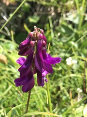 Hedysarum hedysaroides